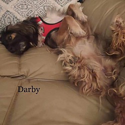 Thumbnail photo of Darby #4