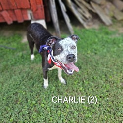 Thumbnail photo of Charlie (2) #4