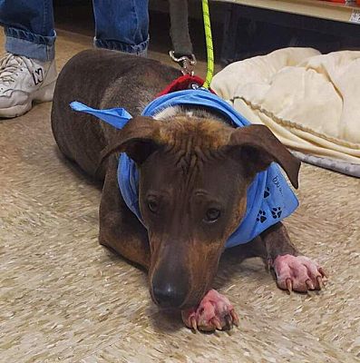 Alexandria, VA - Shar Pei/Mixed Breed (Medium). Meet Mary Cassatt ...