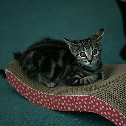 Thumbnail photo of Kiwi 2 KITTEN #2