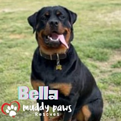 Thumbnail photo of Bella (Courtesy Post) #1