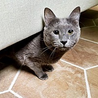 adopt a pet