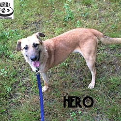 Thumbnail photo of Hero - Adopted Sept 2016 #3