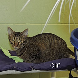 Thumbnail photo of Cliff #2