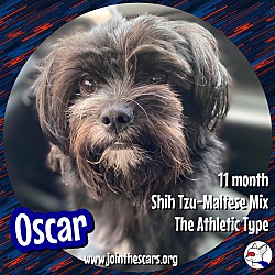 Thumbnail photo of Oscar #4