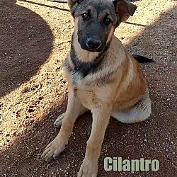 Photo of Cilantro - 1 of the 6 Belgian Malinois x pups