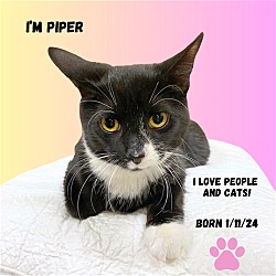 Photo of CAT-Piper