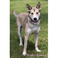 Thumbnail photo of Silver Sparks #3