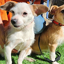 bonded pet photo