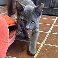 adopt a pet