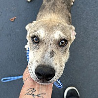 adopt a pet