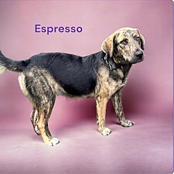 Thumbnail photo of Espresso #1