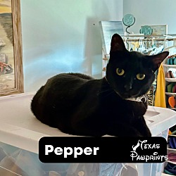 Photo of Pepper