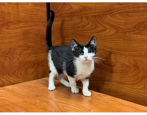 Charlotte, NC - Domestic Shorthair. Meet HASHBROWN a Pet for Adoption ...