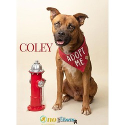 Thumbnail photo of Coley #1