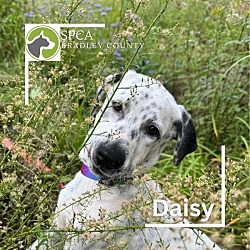 Thumbnail photo of Daisy #4