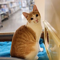 adopt a pet