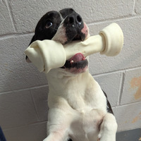 adopt a pet