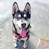 adopt a pet