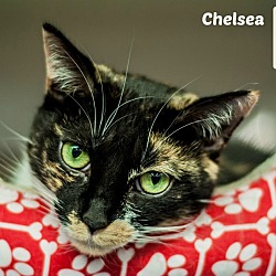 Thumbnail photo of Chelsea #1