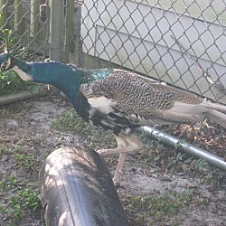 Thumbnail photo of Peacock #3