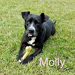 Thumbnail photo of MOLLY #1