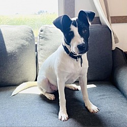 Photo of Nilla
