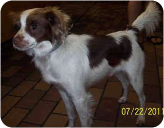 cavalier springer spaniel