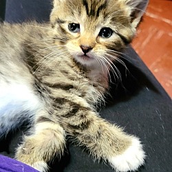 Thumbnail photo of Molly (Camp Kikiwaka litter kitten #3) #2