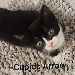 Photo of Cupids Arrow 4641