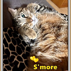 Thumbnail photo of S'MORE #4