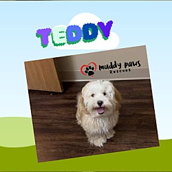 Thumbnail photo of Teddy #4