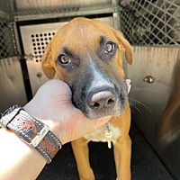 adopt a pet