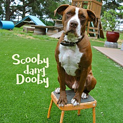 Thumbnail photo of Scooby dang Dooby #2