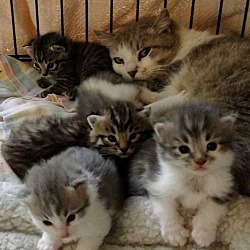 Photo of MALE KITTENS!