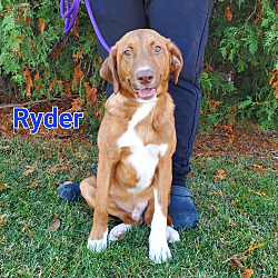 Thumbnail photo of Ryder #1