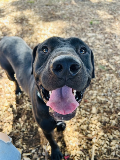 Gainesville, GA - Cane Corso/Mastiff. Meet Harry Potter a Pet for ...