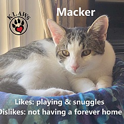 Thumbnail photo of Macker #4