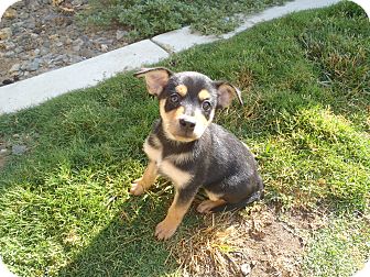 Tustin Ca Shiba Inu Meet Sakura A Pet For Adoption