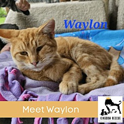 Thumbnail photo of Waylon #1