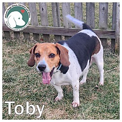 Midwest sales beagle rescue