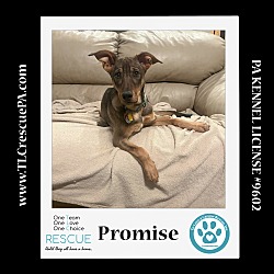 Photo of Promise (The Police Pups) 030224