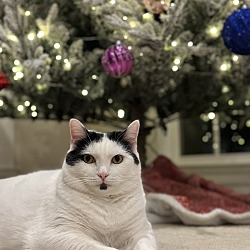 Thumbnail photo of Snowball #1