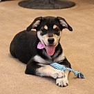 Adopt A Pet :: Gidget - Escondido, CA