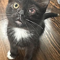 adopt a pet
