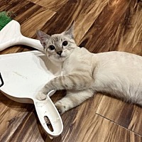 adopt a pet