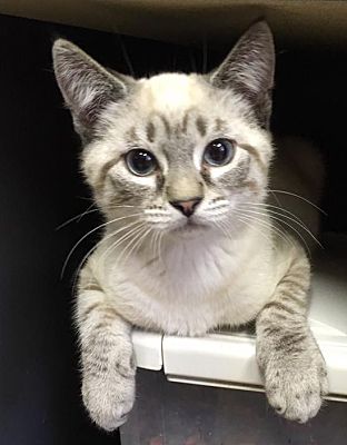 Savannah Ga Snowshoe Meet Yuri A Pet For Adoption