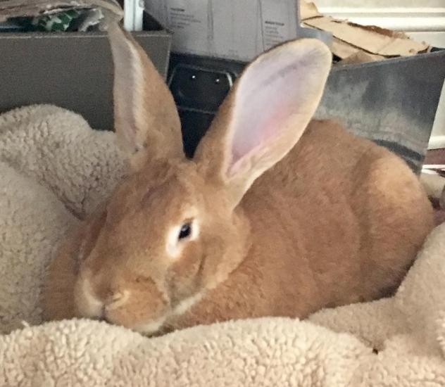 giant bunnies for adoption