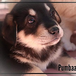 Photo of Puppy Pumbaa