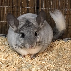 Silver mosaic chinchilla new arrivals